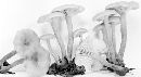 Lactarius carbonicola image