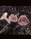 Lactarius cinereus var. cinereus image