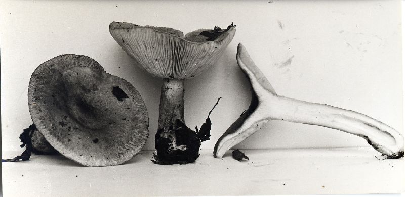 Lactarius cinereus var. cinereus image