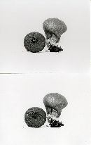 Lycoperdon umbrinum image