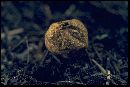 Lycoperdon umbrinum image