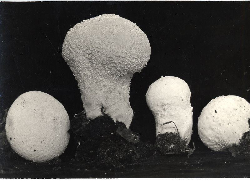 Lycoperdon umbrinum var. floccosum image