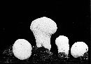 Lycoperdon umbrinum image