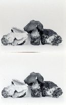 Verpa conica image