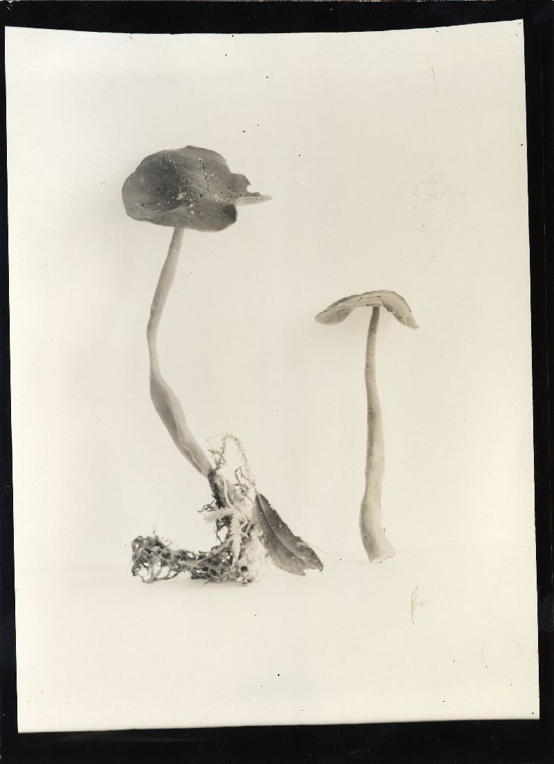 Helvella macropus var. macropus image