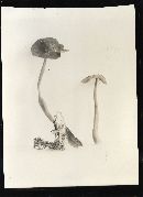 Helvella macropus image