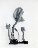 Helvella pezizoides image