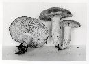 Lactarius circellatus var. borealis image