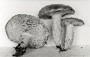 Lactarius circellatus image