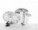 Lactarius circellatus image