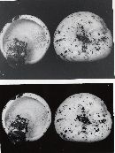 Lactarius controversus image