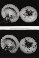 Lactarius controversus image