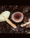 Lactarius corrugis image