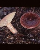 Lactarius corrugis image