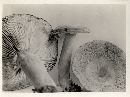 Lactarius corrugis image