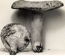 Lactarius corrugis image