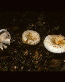 Lactarius deceptivus image