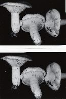 Lactarius deceptivus image