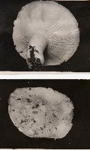 Lactarius deceptivus image