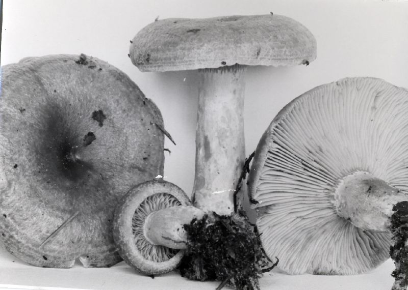 Lactarius deliciosus var. deliciosus image
