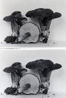 Lactarius fallax image