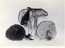 Lactarius fallax image