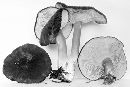 Lactarius fallax image