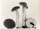 Lactarius fallax image