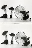 Lactarius fallax image