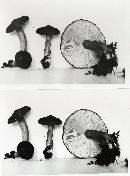 Lactarius fallax image