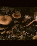 Lactarius frustratus image