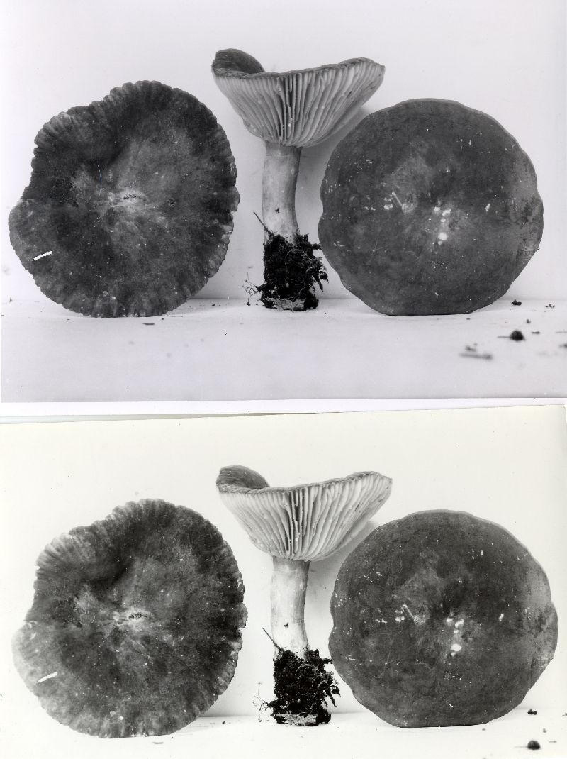 Lactarius fuliginellus image