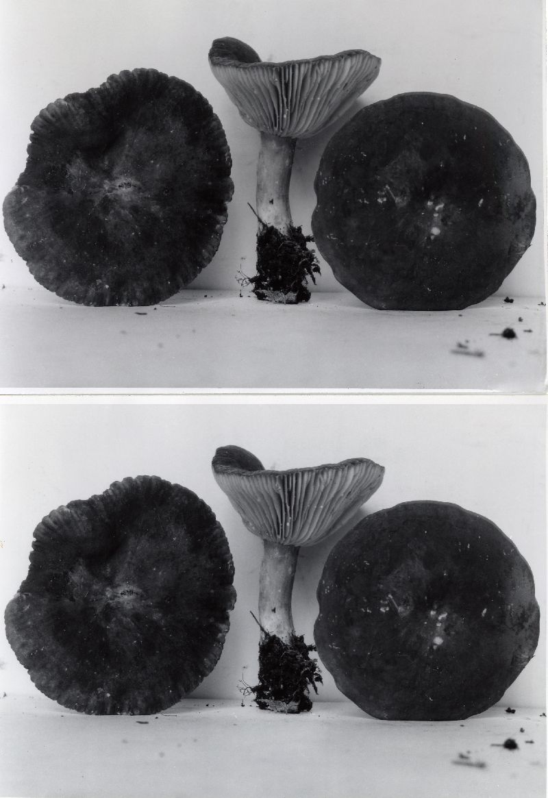 Lactarius fuliginellus image