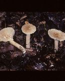 Lactarius fumosus image