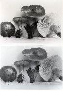 Lactarius fumosus image