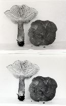 Lactarius fumosus image