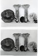 Lactarius fumosus image