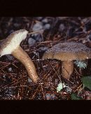 Lactarius gerardii var. gerardii image