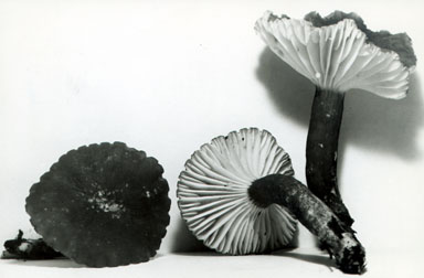 Lactarius gerardii var. subrubescens image