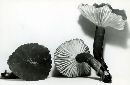 Lactarius gerardii image