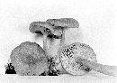 Lactarius glyciosmus image