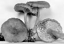 Lactarius glyciosmus image