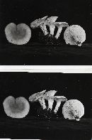 Lactarius glyciosmus image