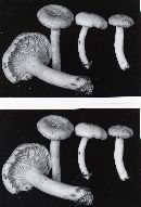 Lactarius glyciosmus image