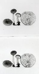 Lactarius hepaticus image