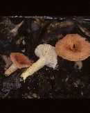 Lactarius hygrophoroides image