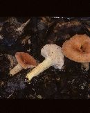 Lactarius hygrophoroides image