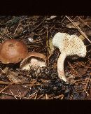 Lactarius imperceptus image