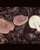 Lactarius imperceptus image