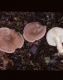 Lactarius imperceptus image